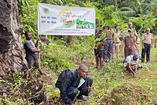 Tree Plantation