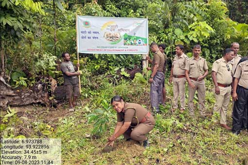 Tree Plantation