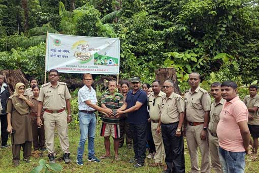Tree Plantation
