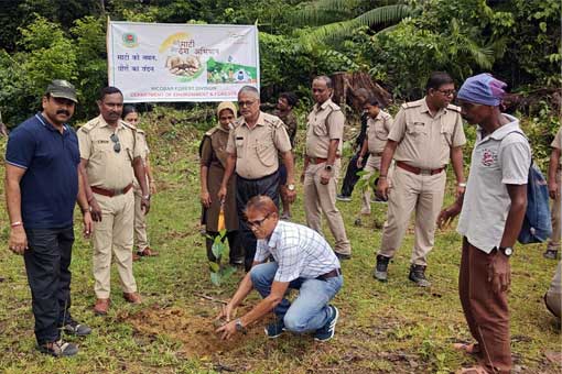 Tree Plantation