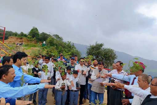 Tree Plantation