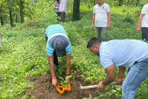 Tree Plantation