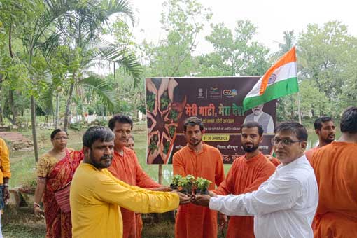 Tree Plantation