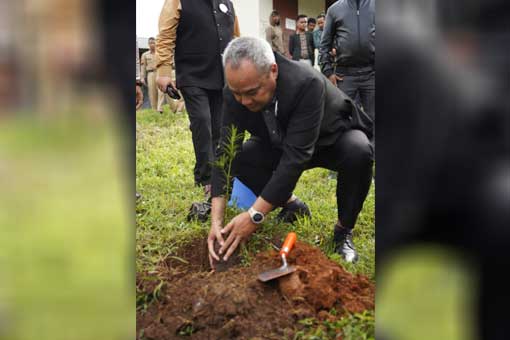 Tree Plantation