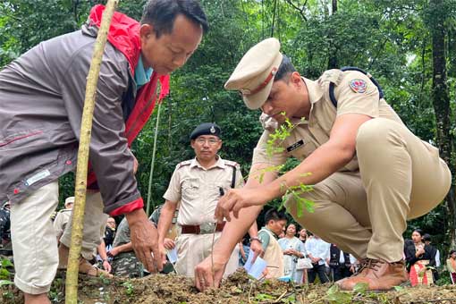 Tree Plantation