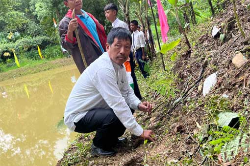 Tree Plantation