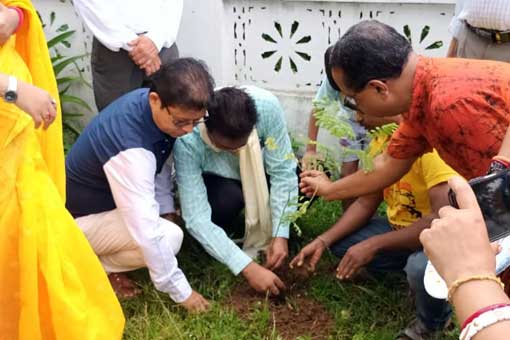 Tree Plantation