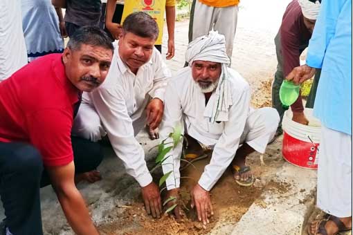 Tree Plantation