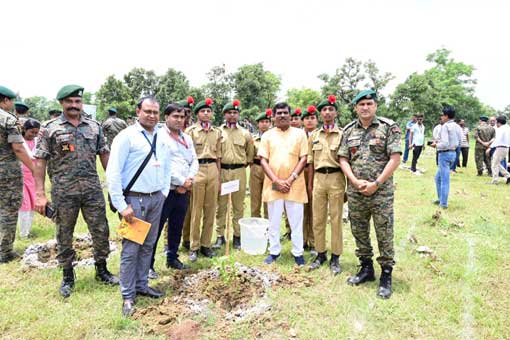 Tree Plantation