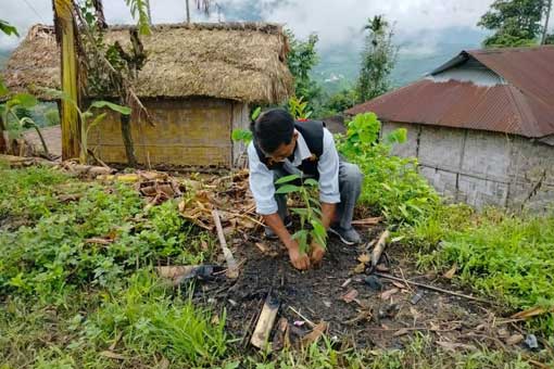 Tree Plantation