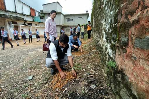 Tree Plantation