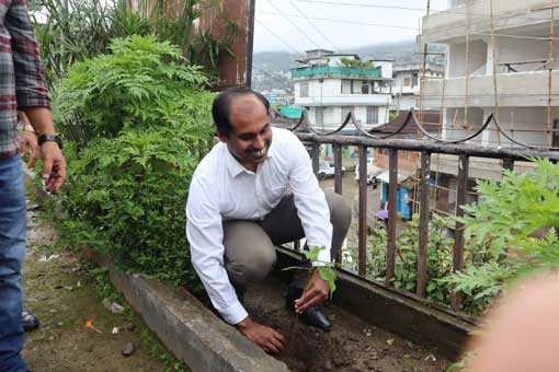 Tree Plantation